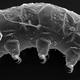 Illustration for article titled Newly discovered species could be the last one standing on Earth